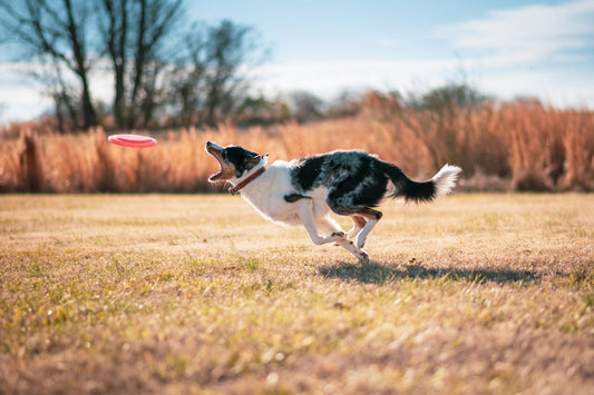 The Benefits of Regular Exercise for Pets