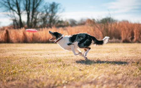 The Benefits of Regular Exercise for Pets