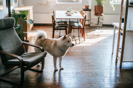 Creating a Pet-Friendly Home