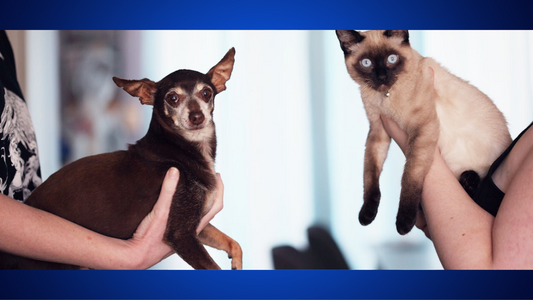 How to Introduce a New Pet to Your Home