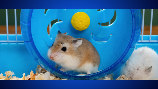 Fun toys for Small Pets: Entertaining Options