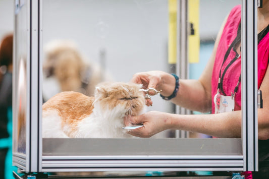 How to Groom Your Cat at Home