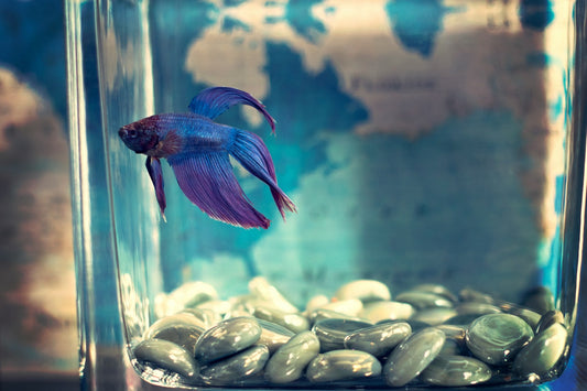 The Best Way to Clean Your Fish Tank