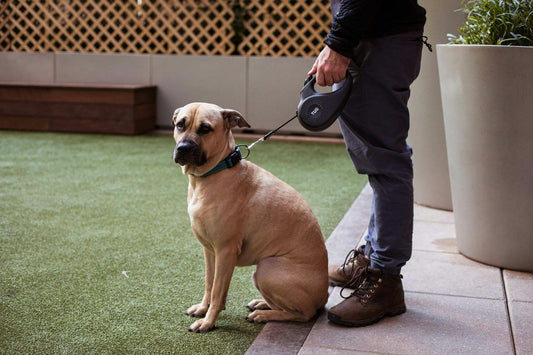 How to Train Your Dog to Walk on a Leash
