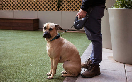 How to Train Your Dog to Walk on a Leash