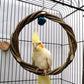 Rattan Bird Chewing Ring