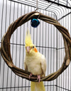 Rattan Bird Chewing Ring