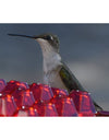 Hanging Red Hexagonal Hummingbird Feeder