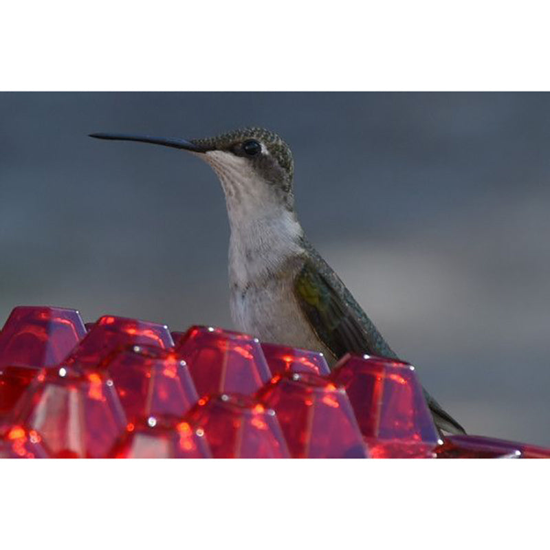 Hanging Red Hexagonal Hummingbird Feeder