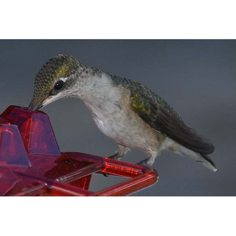 Hanging Red Hexagonal Hummingbird Feeder