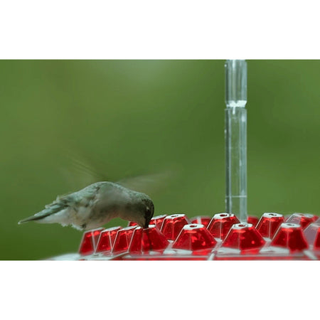 Hanging Red Hexagonal Hummingbird Feeder