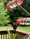 Nature's Sip Hummingbird Feeder