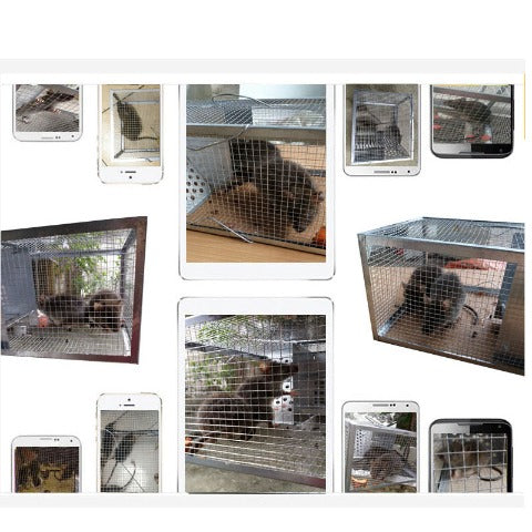 rats trapped in an Iron Rodent Trap For Household Use