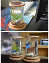 Mini Bamboo Fish Tank for Zen Decoration