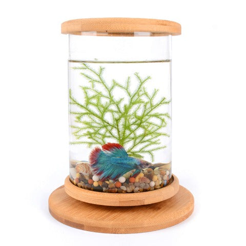 Mini Bamboo Fish Tank for Zen Decoration