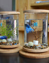 2 Mini Bamboo Fish Tanks for Zen Decoration