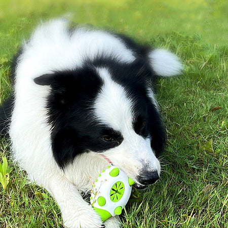 PawPerfect Dental Delight Toy