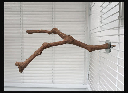Support pour perroquet en vigne naturelle