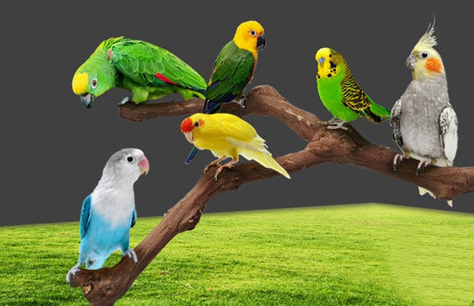 Natural Vine Parrot Stand Pole