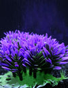 Purple Round Grass Aquarium Decoration