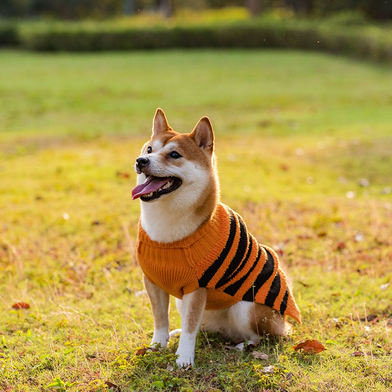 Halloween Cozy Dog Sweater Costume