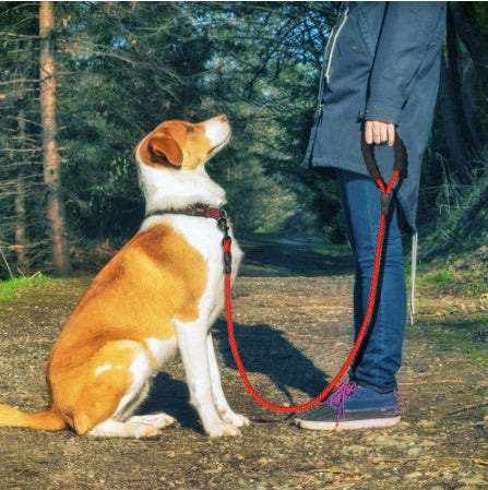 Reflective Nylon Dog Leash