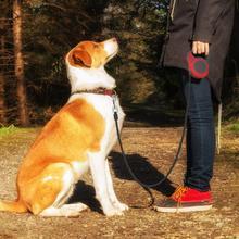 Laisse télescopique rétractable PetPro