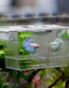 Acrylic Fish Tank Incubation Box