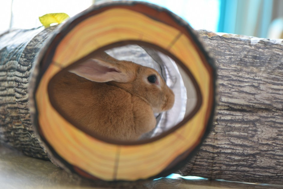 Interactive Tree Grain Cat Tunnel