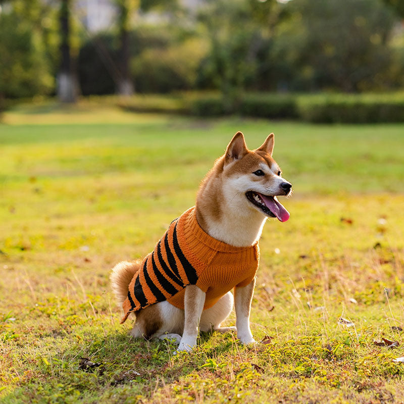 Halloween Cozy Dog Sweater Costume