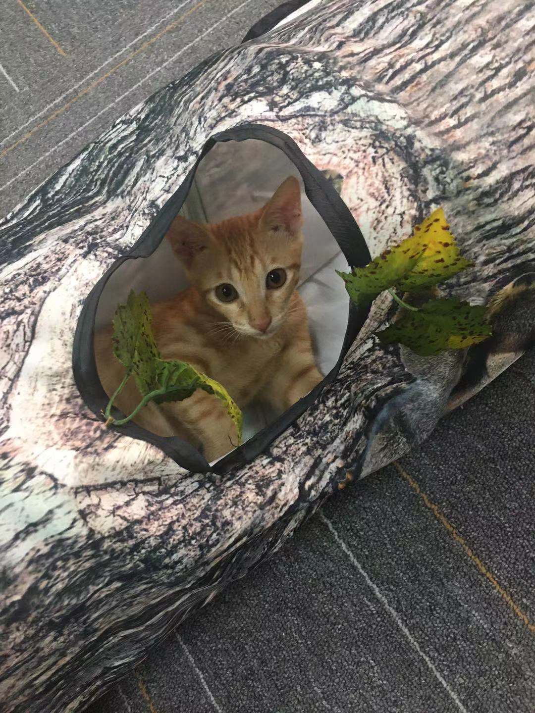 Interactive Tree Grain Cat Tunnel