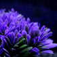 Purple Round Grass Aquarium Decoration