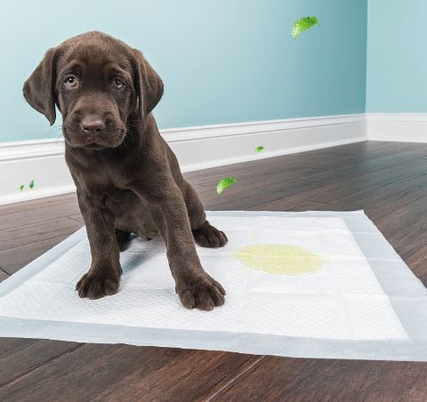 A dog on a Dog Diaper