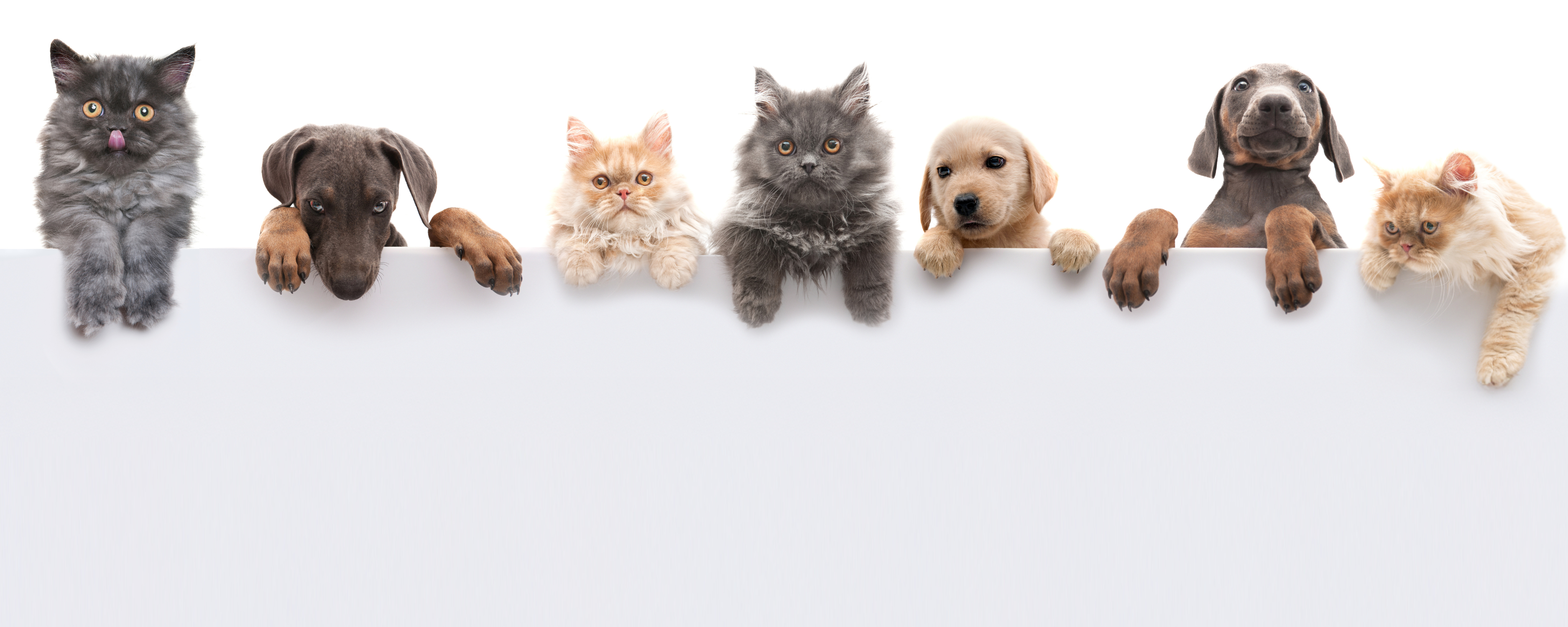 Row of cats and dogs sitting on a white surface
