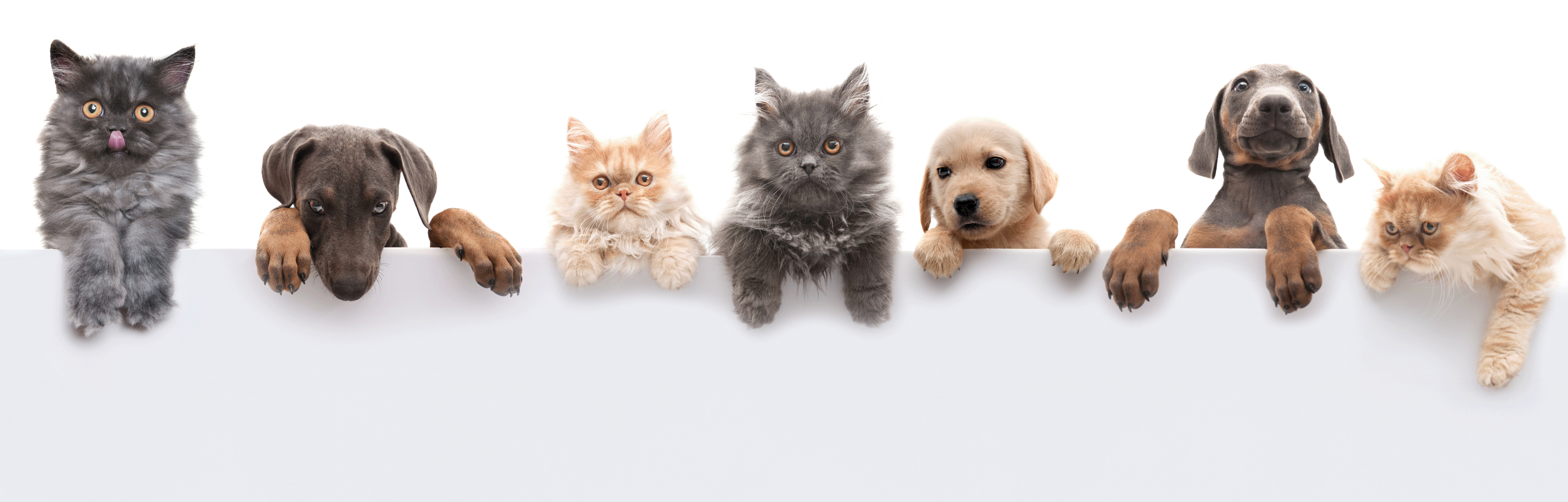 Row of cats and dogs peering over a white surface