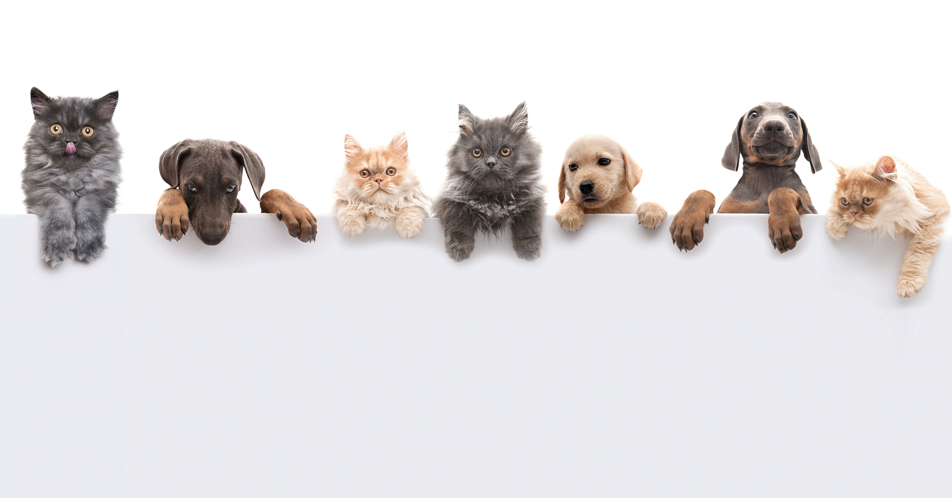 Row of cats and dogs on a white background