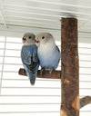 Parrot Bird Wood Stand Pole Toy