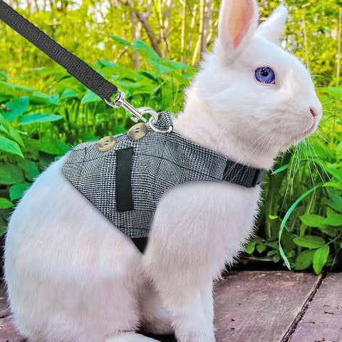 A rabbit wearing Rabbit Leash