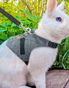 A rabbit wearing Rabbit Leash