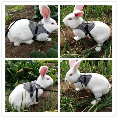 A rabbit wearing Rabbit Jacket Leash