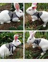 A rabbit wearing Rabbit Jacket Leash