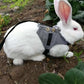 A rabbit wearing Bunny Leash