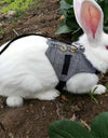 A rabbit wearing Bunny Leash