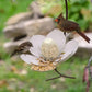 White Garden Petal Shape Bird Feeder and two birds 