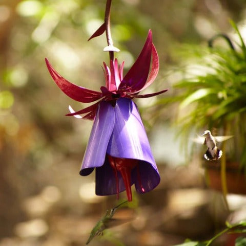 Sensation Coneflower Bird Feeder