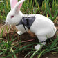 A rabbit wearing Small Animal Harness