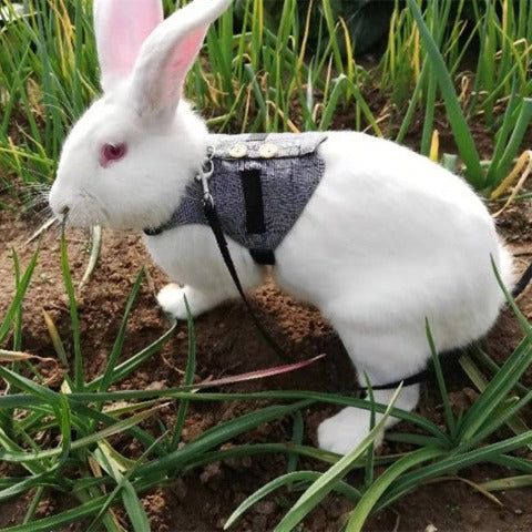 A rabbit wearing Small Animal Harness