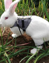 A rabbit wearing Small Animal Harness