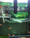 Image shows Breeding box for livebearers filled with bigger fish