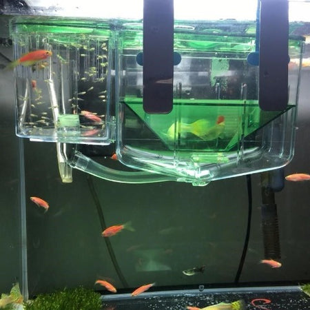 Image shows Breeding box for livebearers filled with bigger fish